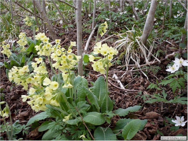 bonjour-le-printemps(3)